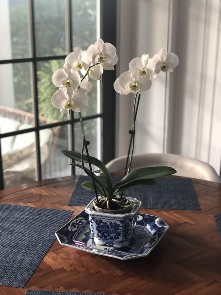 A white orchid in a blue and white pot. 