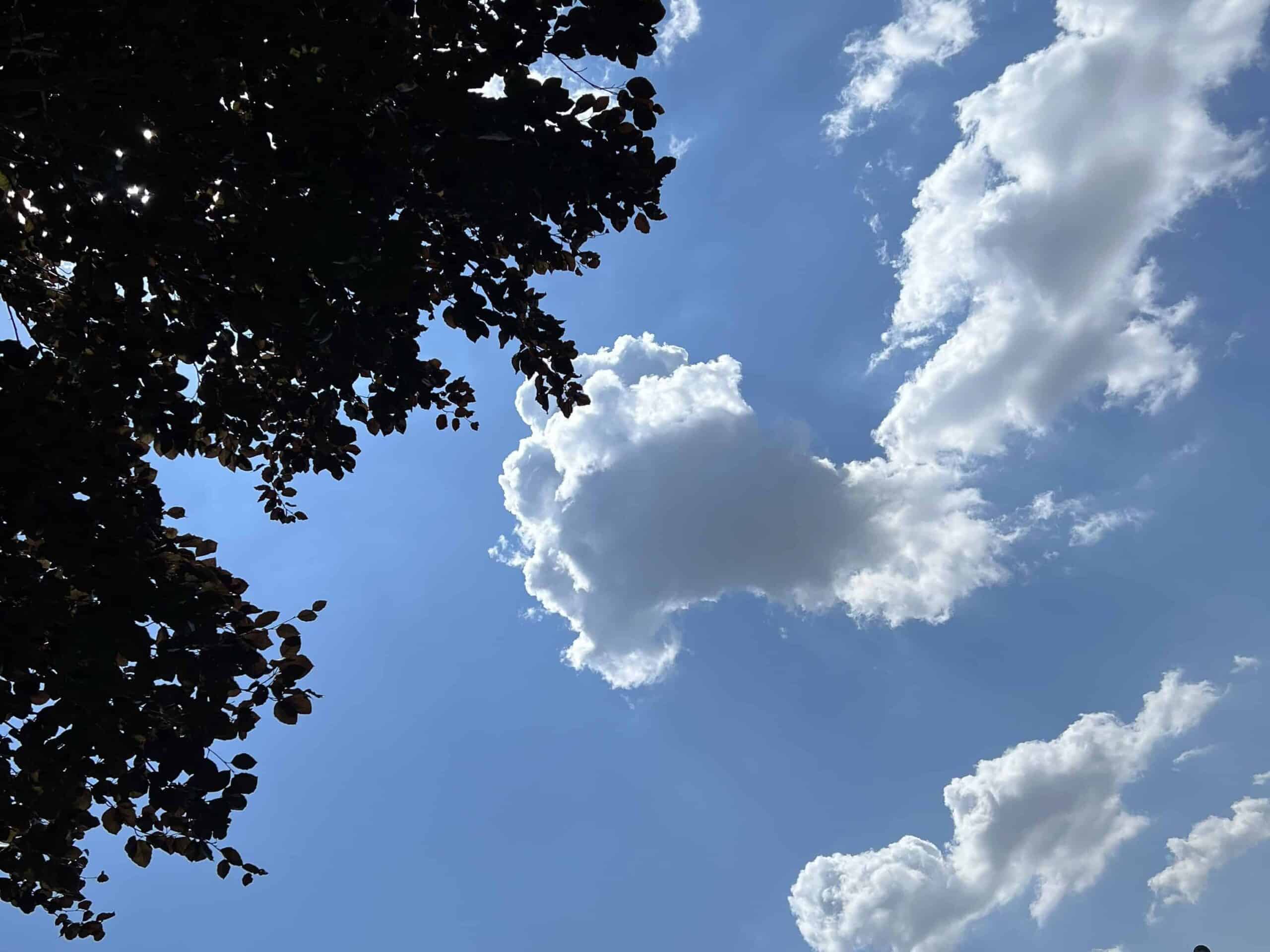 view of a beautiful blue sky and white clouds looking up through the trees.