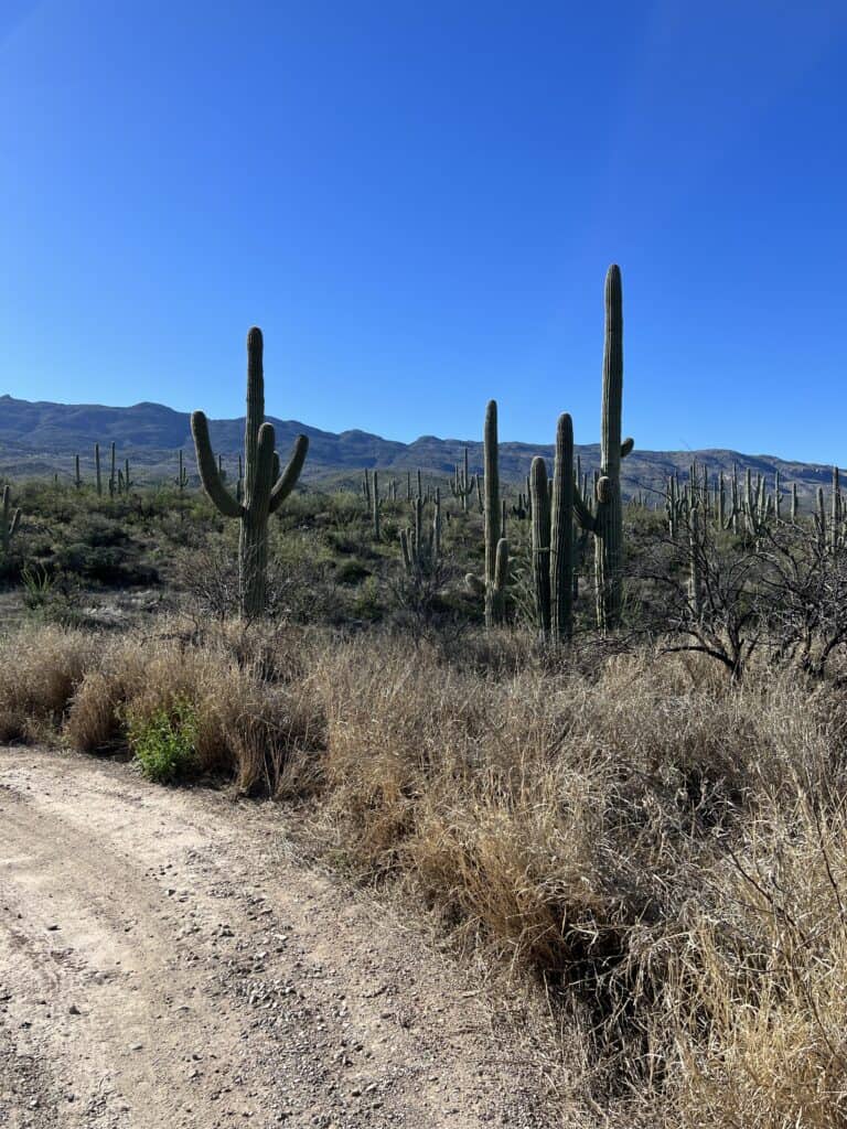 View of the mountains with some Saguaro cactus in the foreground at the dude ranch spring break trip.