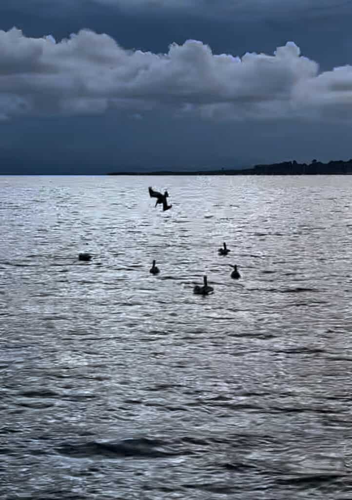 Photo of pelicans diving for fish in the ocean.